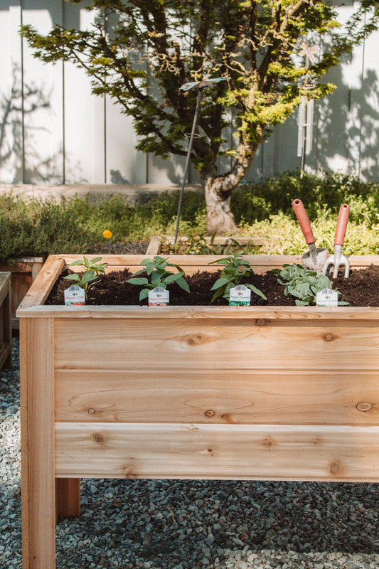 Benefits of Raised Garden Beds Explained